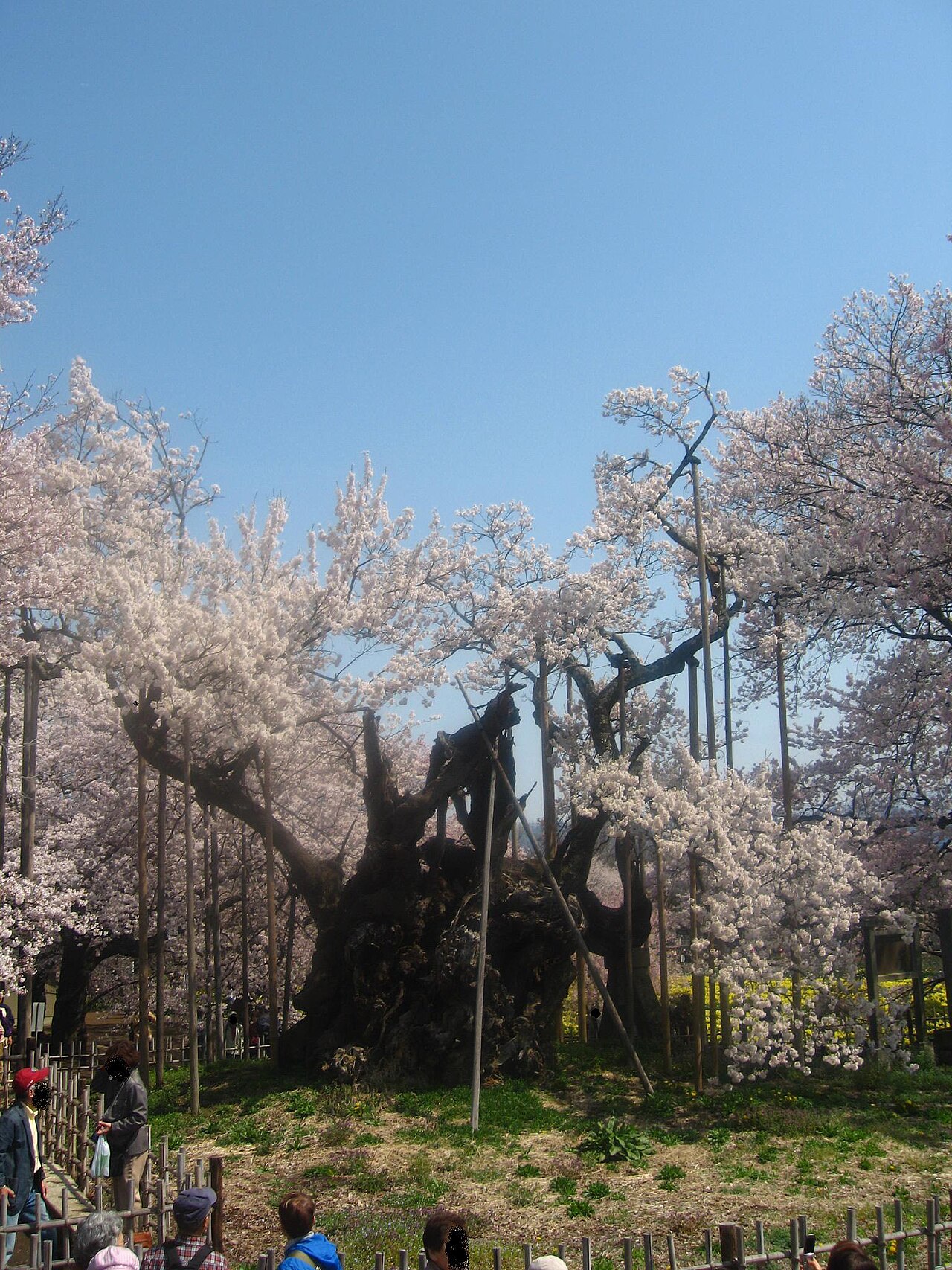 山高神代桜